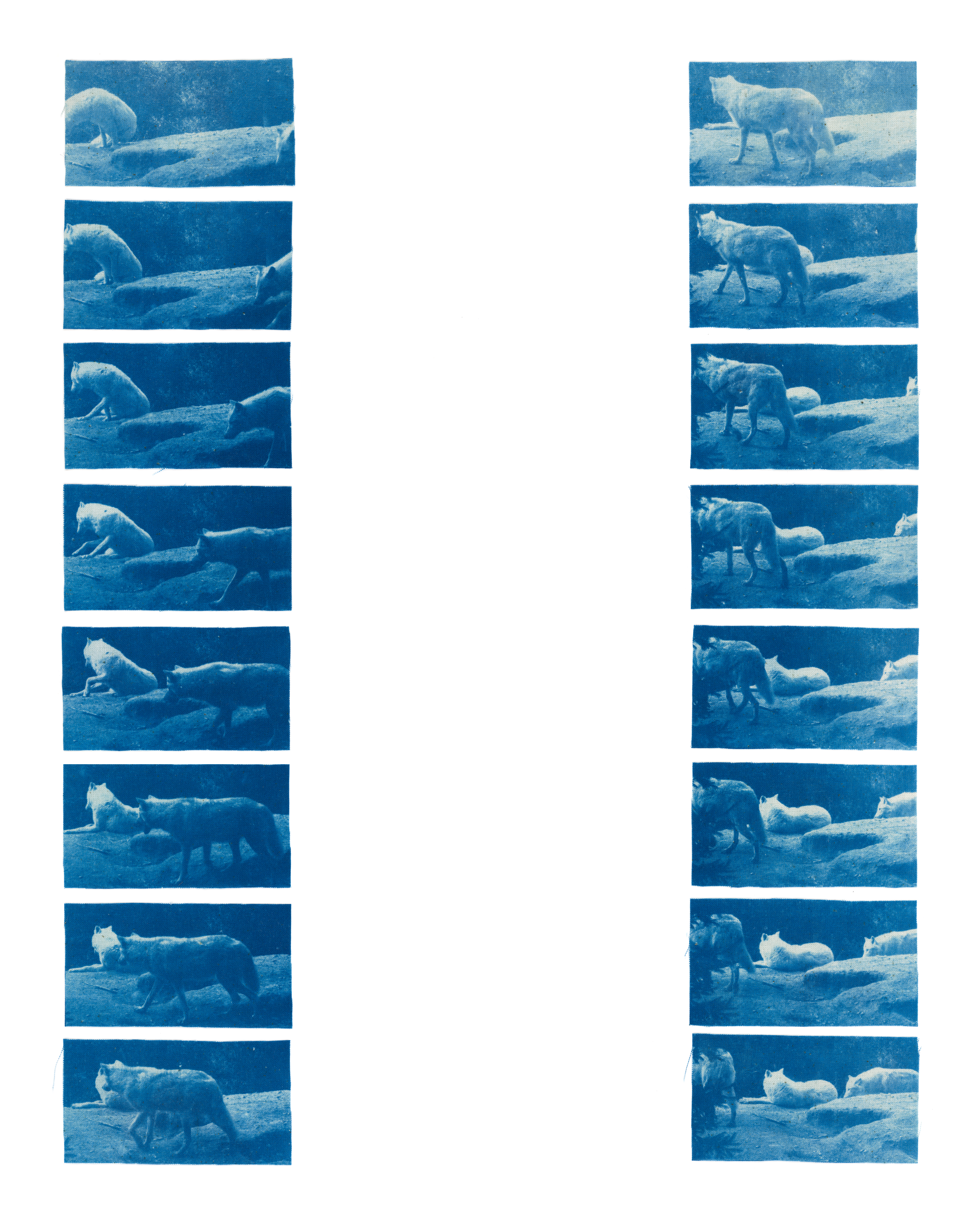 Cyanotype textile installation